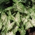 Caladium 'Gingerland'