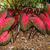Caladium bicolor