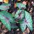 Caladium