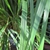 Foliage showing plain green leaves
