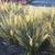 Calamagrostis brachytricha