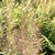 Calamagrostis brachytricha