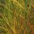 Calamagrostis x acutiflora  'Karl Forester'