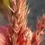 Calamagrostis x acutiflora 'Karl Forester'