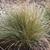 Calamagrostis x acutiflora 'Overdam'
