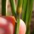 Calamagrostis x acutiflora 'Karl Forester'