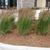 Calamagrostis x acutiflora 'Karl Foerster'