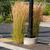 Calamagrostis x acutiflora 'Karl Forester' Form