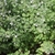 Small, fine-textured plant with 100s of tiny white flowers.