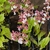 Flowers of C. discolor
