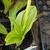 Leaves of C. discolor