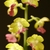 Spike of yellow flowers with red lips