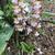 Calanthe 'Kozu Spice'