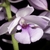 Flower of C. masuca