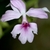 Close-up of a pink orchid flower.