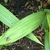Plicate leaves