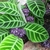 Flowering with purple flowers