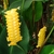 Upright flower stalk covered by yellow imbricate bracts.