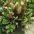 Form of plant with many variegated leaves