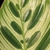 Leaf detail with light grreen and dark green markings