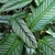 Variegated leaves