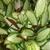 'Argentea' -variegated leaves