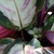 Small flower blooming within the leaves