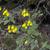 Calceolaria crenatiflora