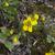 Calceolaria crenatiflora