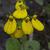 Calceolaria crenatiflora