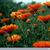 Calendula officinalis