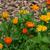 Calendula officinalis