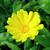 Calendula officinalis