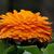 Calendula officinalis