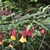 The bell shaped flower has red sepals and yellow petals