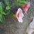 Calibrachoa sp.