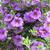 Calibrachoa sp.