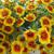 Calibrachoa xhybrida