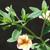 Calibrachoa sp.