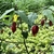 Maple like leaves - two toned flowers with red sepals and yellow
