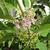 Callicarpa americana