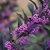 Round purple fruits stemless around the branch