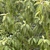 Form of the shrub