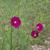 Callirhoe digitata