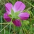 Back of flower