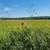 Plants growing in a meadow