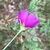 Magenta flower side view