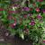Callirhoe involucrata