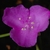 3-petaled pink flower (Bladen County, NC)-Early Summer