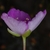 Side view of flower (Bladen County, NC)-Early Summer